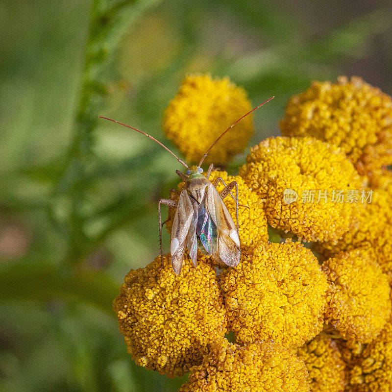 苜蓿衣壳或豆科植物衣壳，(线纹Adelphocoris lineolatus)，紫花苜蓿蝽或苜蓿植物蝽。